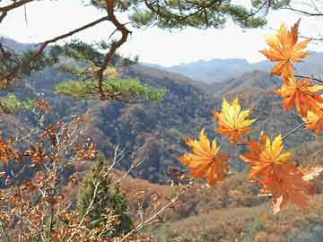 午时花简笔画：轻松画出夏日的小确幸