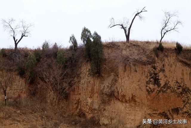 山西农民娃野地养野兔，年赚10万超打工